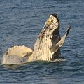 wieloryby często można spotkać w wodach Pacyfiku