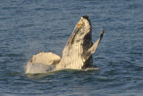 wieloryby często można spotkać w wodach Pacyfiku