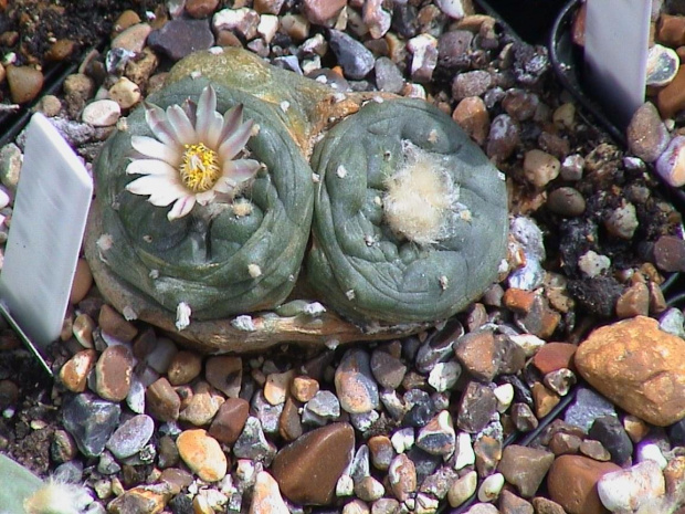 Lophophora sp_ San Francisco SLP