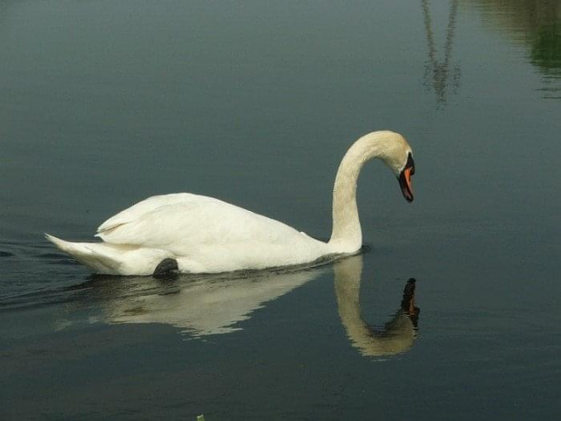 Łabędź na stawie w Folwarku Pulki