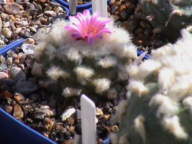 Lophophora jourdaniana