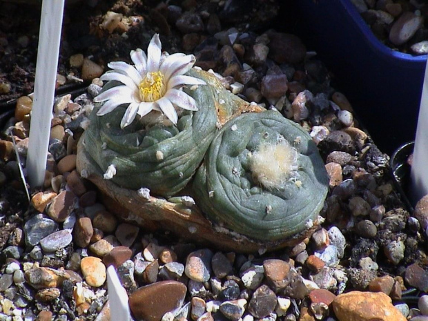 Lophophora sp_ San Francisco SLP