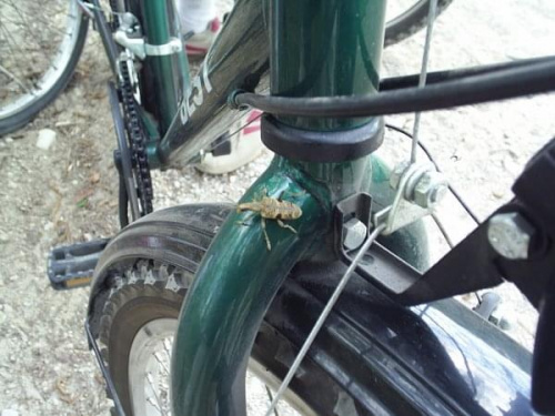Dziwny robal na moim rowerze...