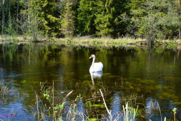 Bagna Snopkowskie