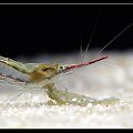 Caridina gracilirostris "Red Nose"