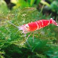 Caridina sp. "Crystal Red"