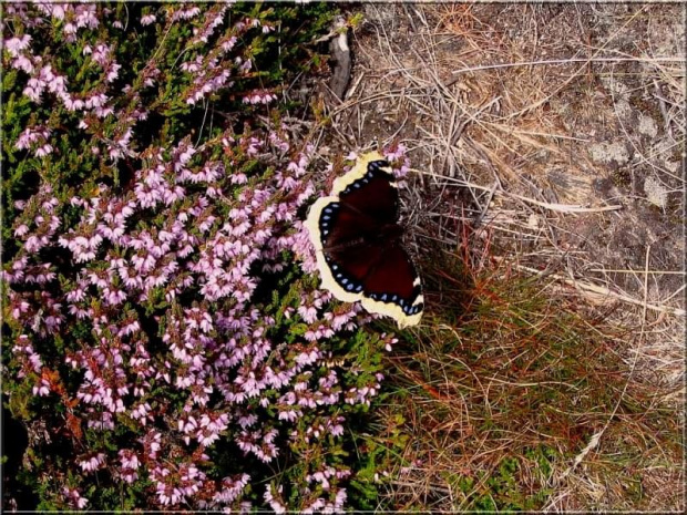 Karkonosze - motyl #Karkonosze #motyl