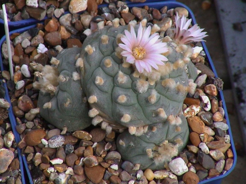 Lophophora williamsii SB854