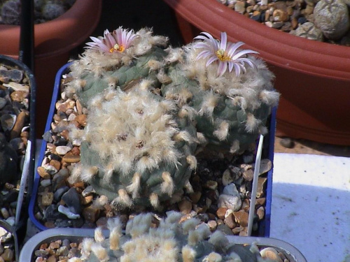 Lophophora diffusa v. koehresii