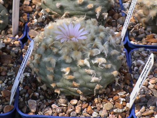 Lophophora williamsii