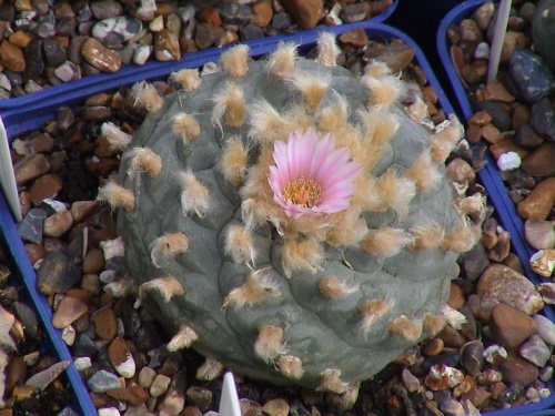 Lophophora williamsii