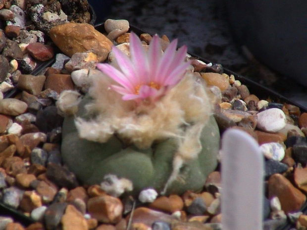 Lophophora diffusa v.decipiens