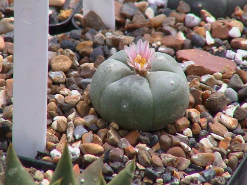 Lophophora williamsii