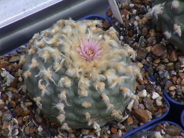 Lophophora williamsii