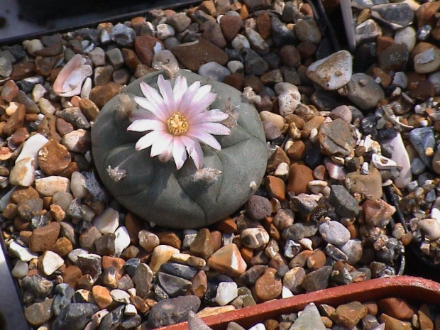 Lophophora williamsii