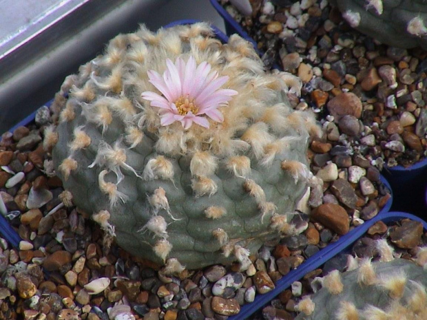 Lophophora williamsii