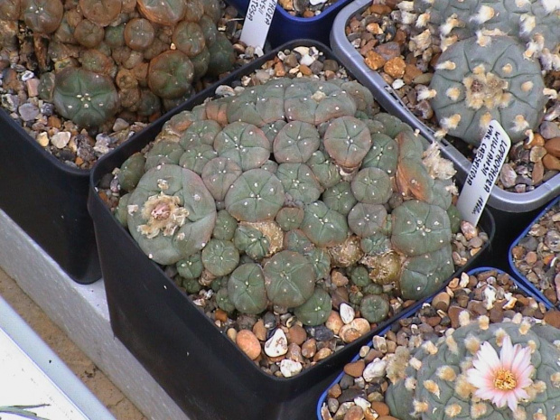 Lophophora williamsii v.caespitosa