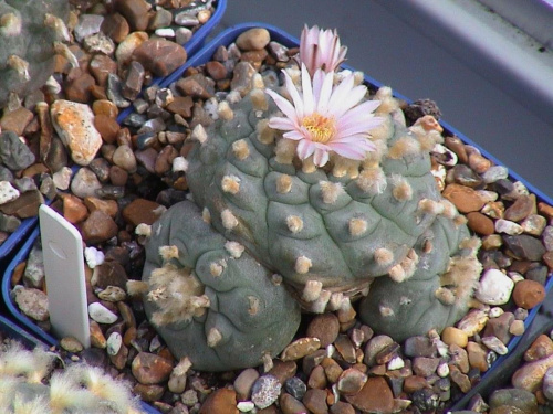 Lophophora williamsii SB854