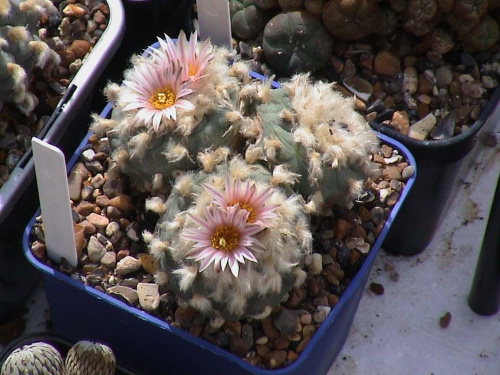 Lophophora diffusa v. koehresii