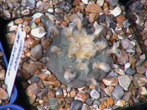 Lophophora williamsii