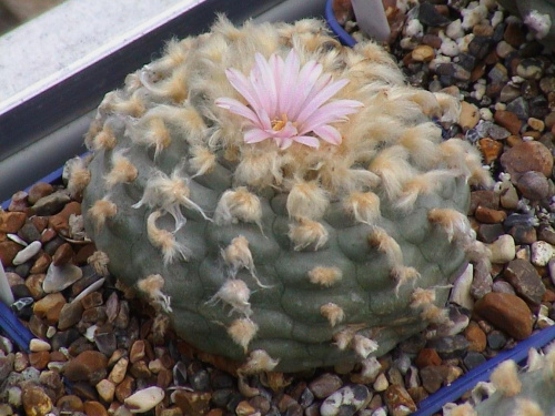 Lophophora williamsii