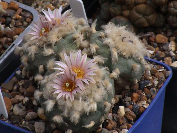 Lophophora diffusa v. koehresii