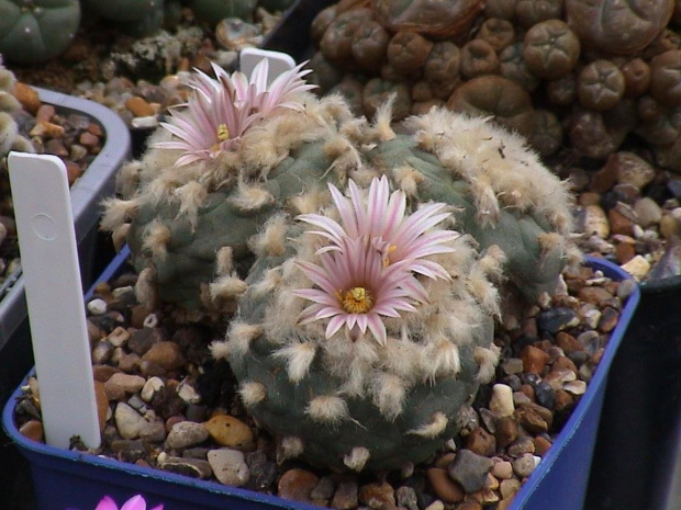 Lophophora diffusa v. koehresii