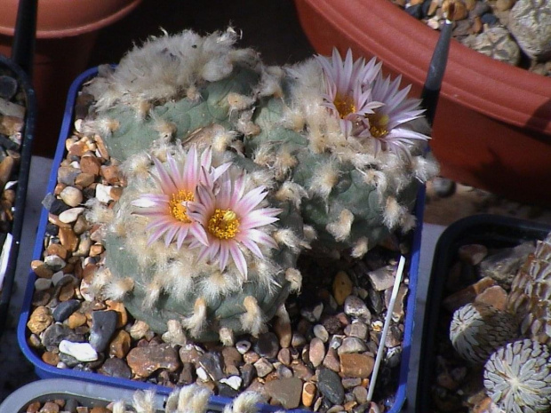 Lophophora diffusa v. koehresii