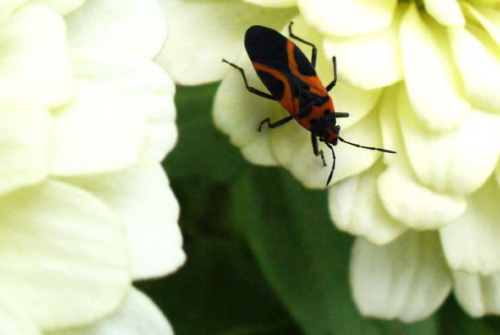 #owad #natura #kwiat #stonka