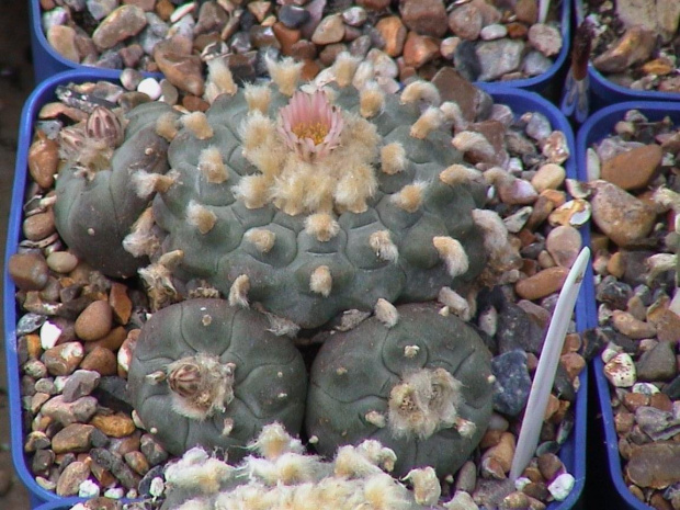 Lophophora Williamsii