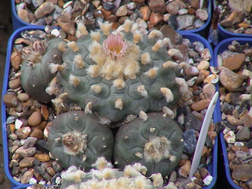 Lophophora Williamsii