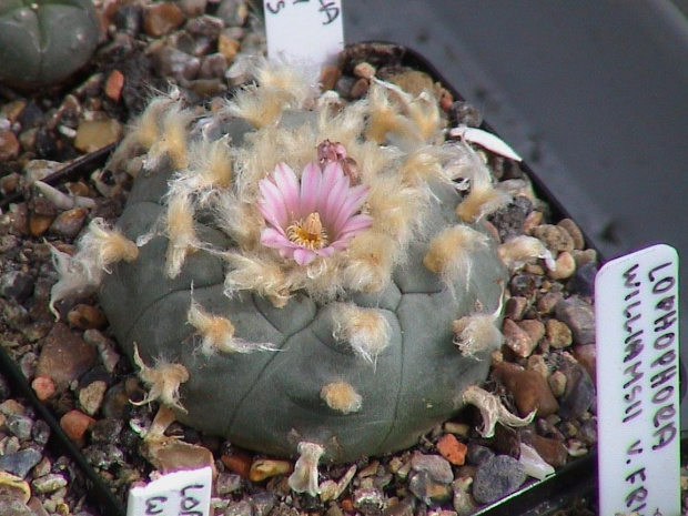 Lophophora Williamsii v texansis