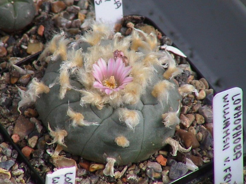 Lophophora Williamsii v texansis