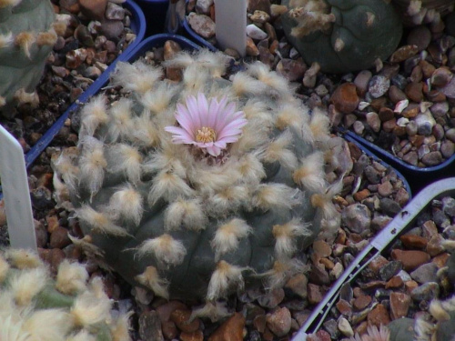 Lophophora williamsii El Huizache