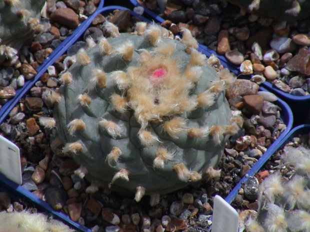 Lophophora Williamsii