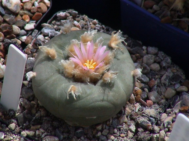 Lophophora diffusa