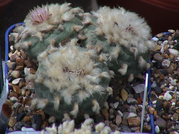 Lophophora diffusa v koehresii