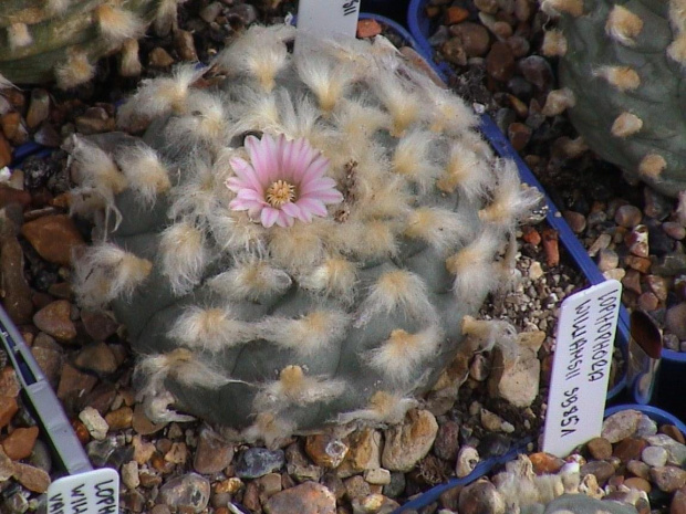 Lophophora williamsii