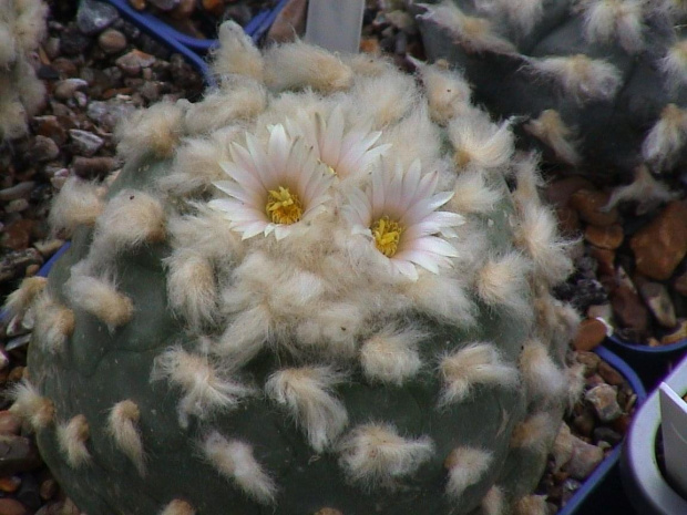 Lophophora diffusa v. koehresii