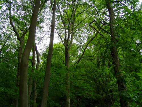 #PusczaBukowa #puszcza #drzewa #zdroje #zieleń #wiosna