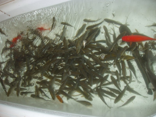 rybki w przechowalni na czas poglebiania duzego stawu lato 2005