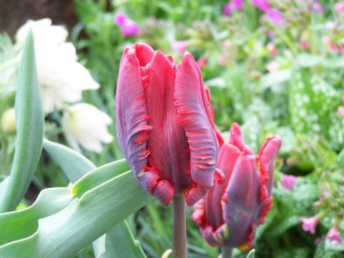 to też tulipan, ale nie znam nazwy :]