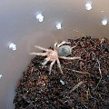 Grammostola rosea