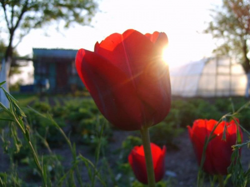 tulipan czerwony #kwiat
