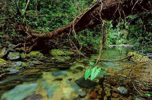 #brazylia #AmerykaPołudniowa