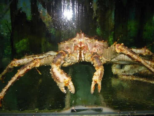 #kraby #KrabyKrólewskie #alaska #skorupiaki #KrabyStalina #rosja #krab