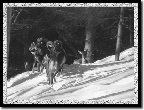 #stado #zima #zwierzyna #zwierzęta #krajobraz #góry #śnieg #MirosławJupowicz #MIBRO #MIRO