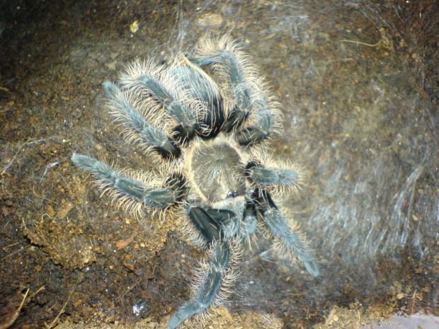 Albopilosum L8