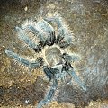 Albopilosum L8