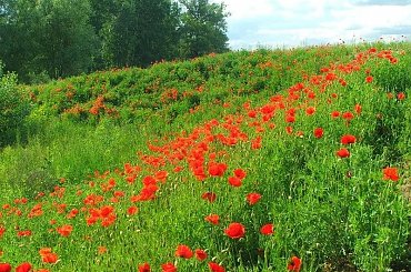 Maki na wale #rower #rowery #wycieczka #turystyka #mak #wał #kwiat #kwiatki #maki